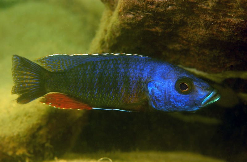 Stigmatochromis modestus